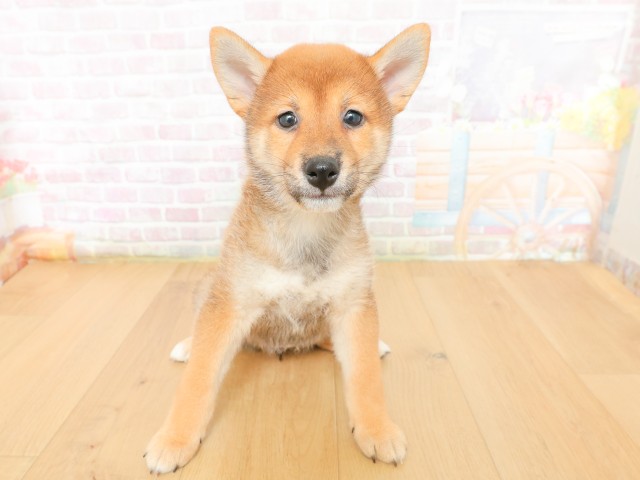 柴犬