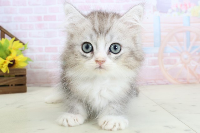 MIX(猫)