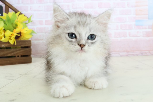 MIX(猫)