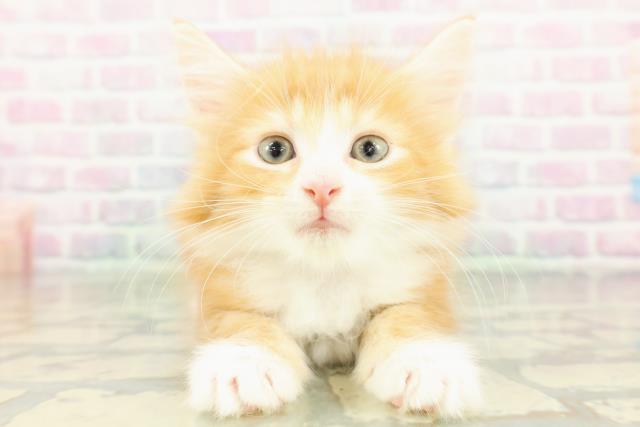 ノルウェージャン・フォレストキャット