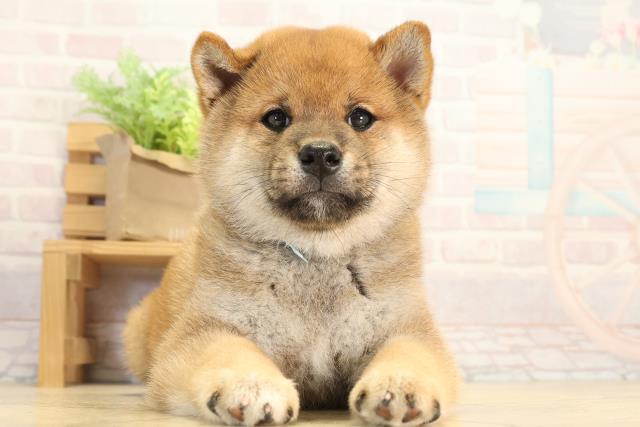 柴犬