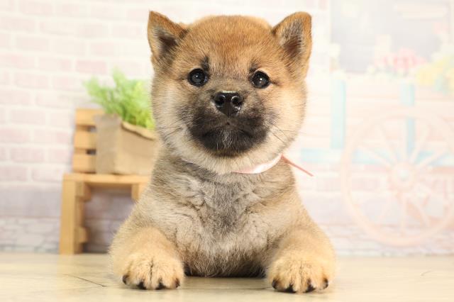 柴犬