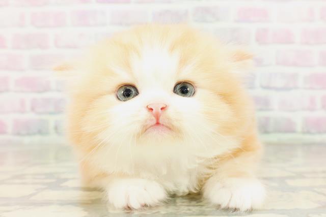 スコティッシュフォールド
