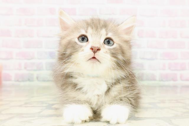 ノルウェージャン・フォレストキャット