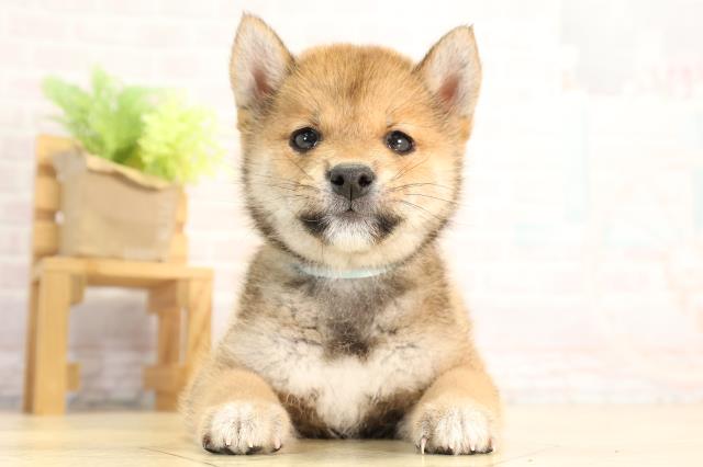 柴犬