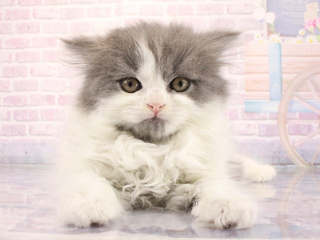 ブリティッシュロングヘアー