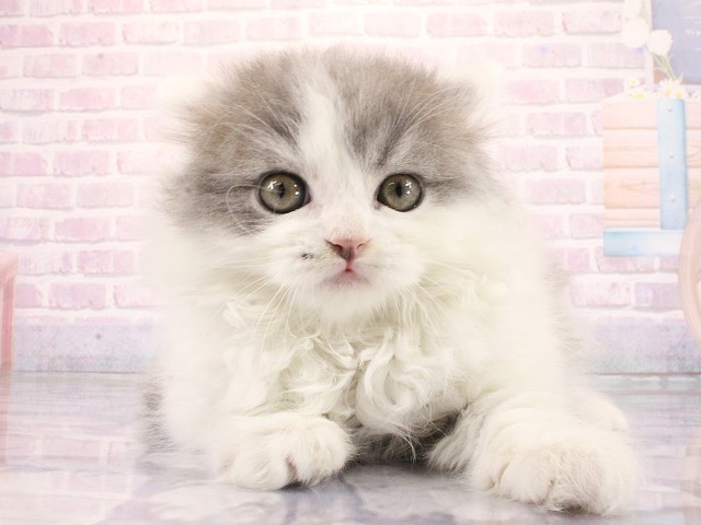 ブリティッシュロングヘアー
