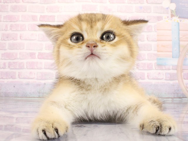 ブリティッシュショートヘアー