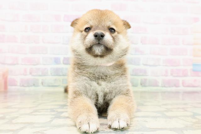 柴犬
