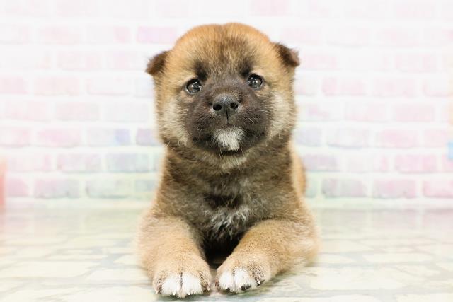 柴犬