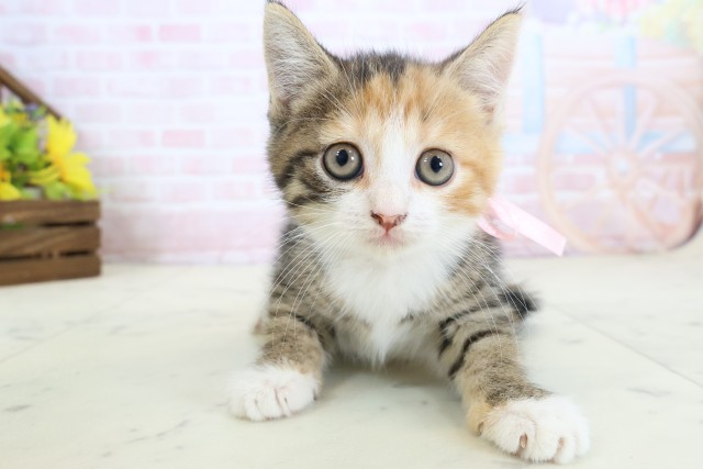 MIX（猫）