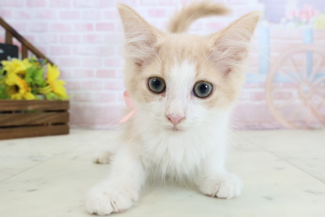 ノルウェージャン・フォレストキャット