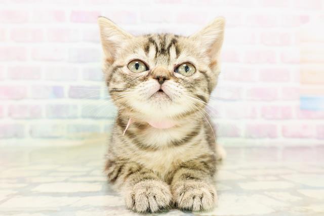 マンチカン（長足）