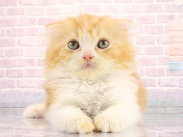 スコティッシュフォールド