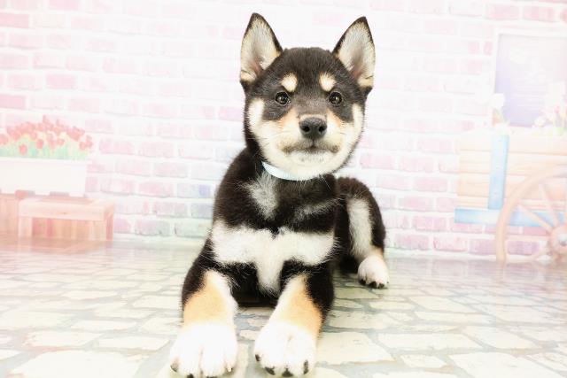 柴犬