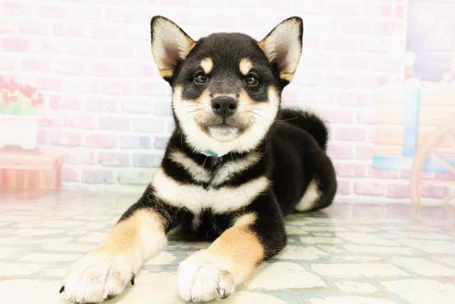 柴犬