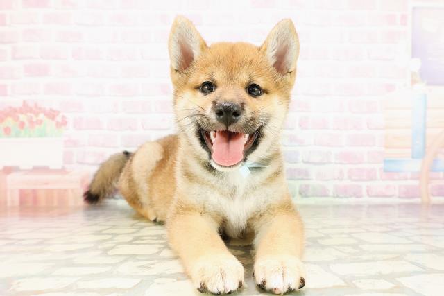 柴犬