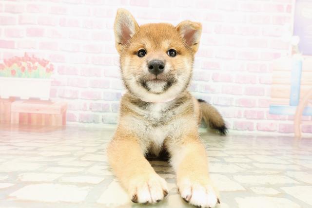 柴犬