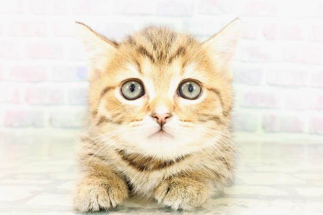 マンチカン