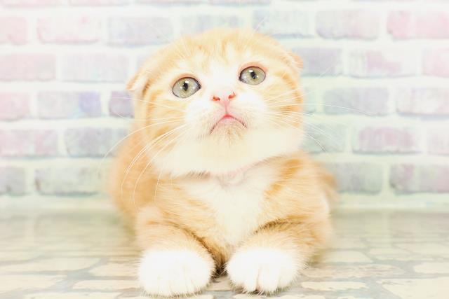 スコティッシュフォールド