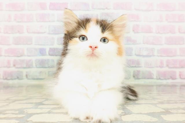 ノルウェージャン・フォレストキャット
