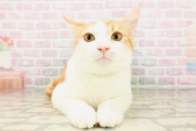 マンチカン(長足)
