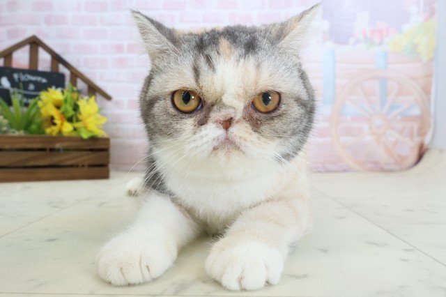 エキゾチック