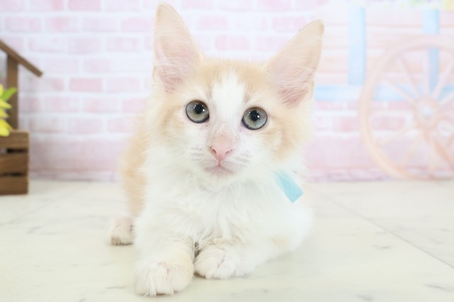 ノルウェージャン・フォレストキャット