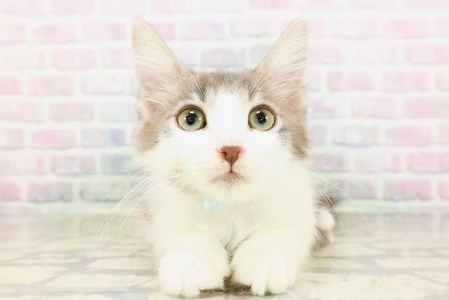 ノルウェージャン・フォレストキャット