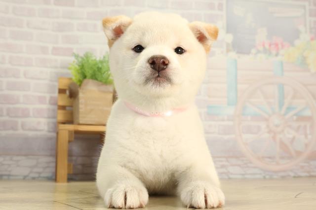 柴犬