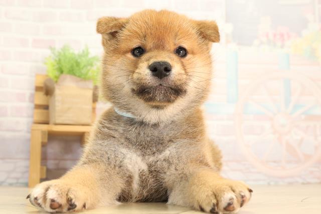 柴犬