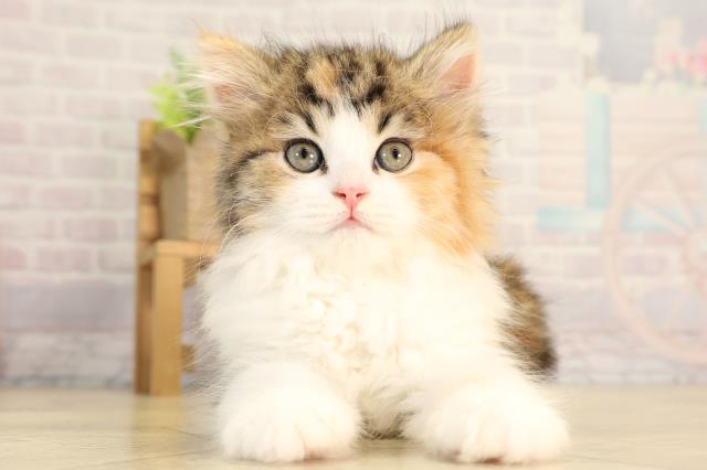 スコティッシュストレート
