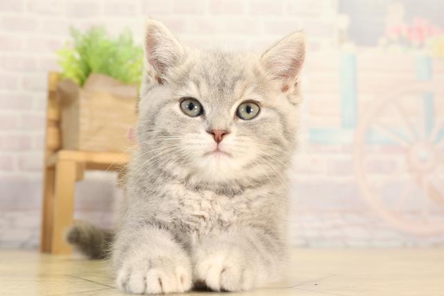 スコティッシュストレート