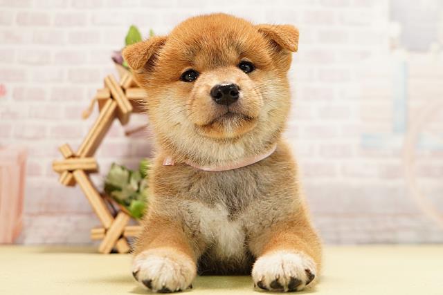柴犬