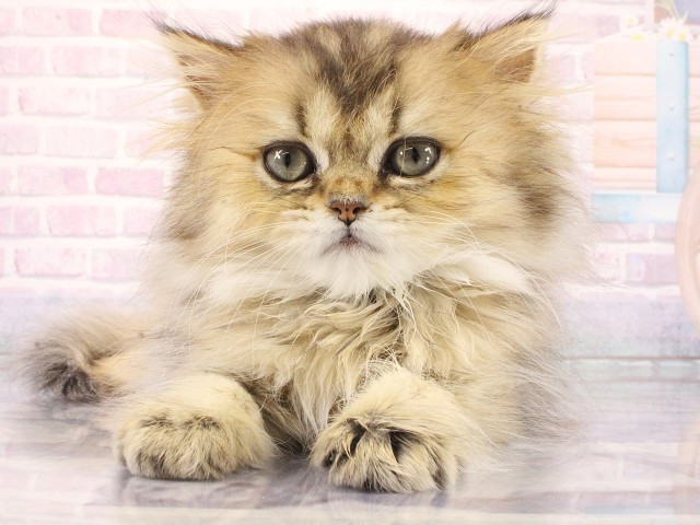 ブリティッシュロングヘアー