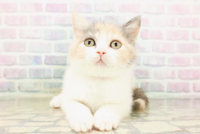 ブリティッシュショートヘアー