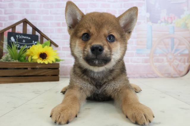 柴犬