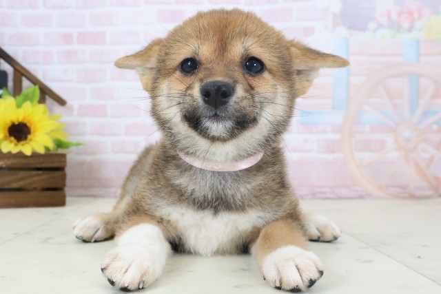 柴犬