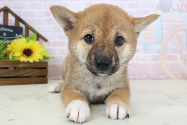 柴犬