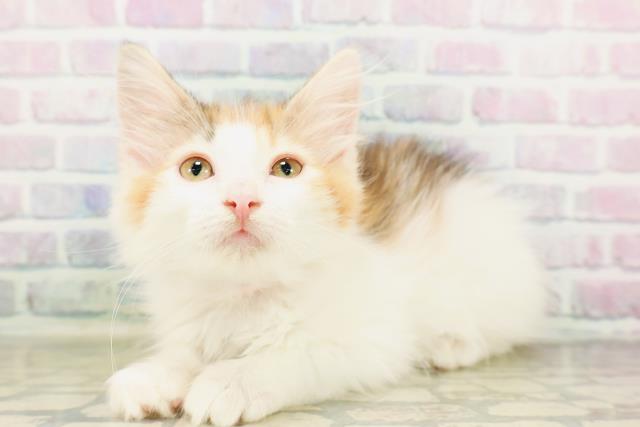 ノルウェージャン・フォレストキャット