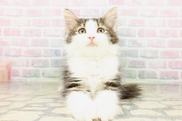 ノルウェージャン・フォレストキャット