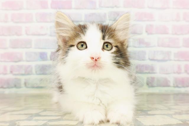 ノルウェージャン・フォレストキャット