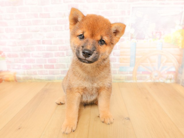 柴犬