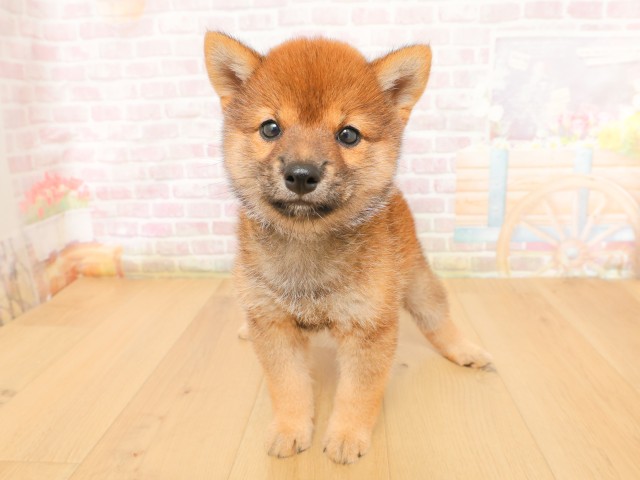 柴犬