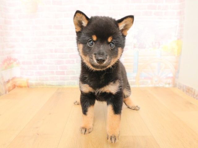 柴犬