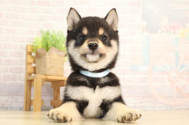 豆柴