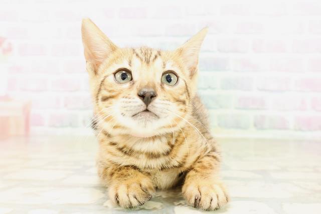 ベンガル