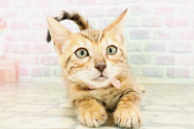 ベンガル