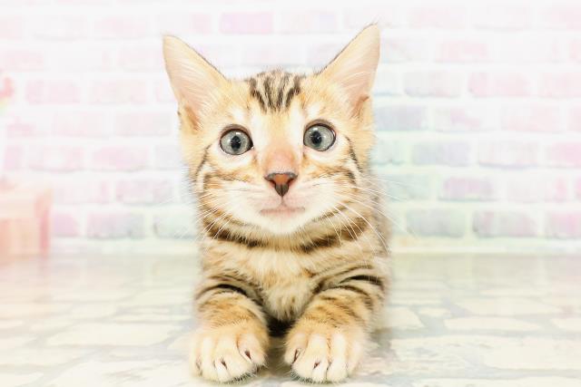 ベンガル