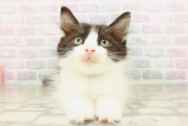 ノルウェージャン・フォレストキャット